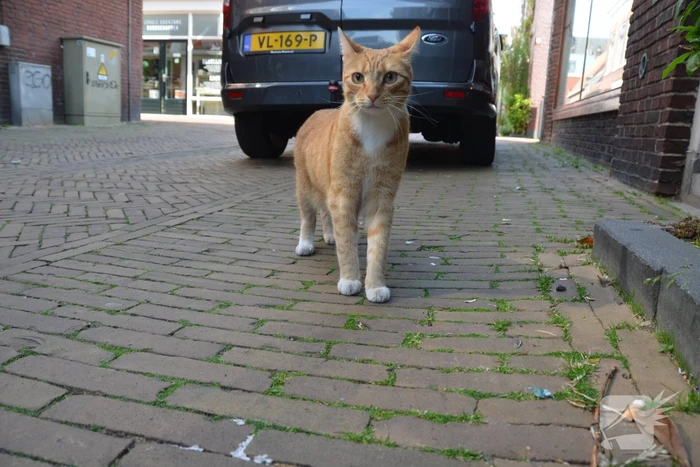 Brandweer bevrijdt kat