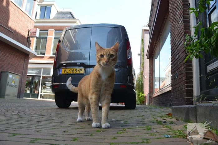 Brandweer bevrijdt kat