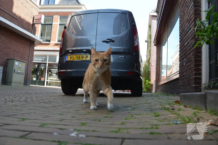 Brandweer bevrijdt kat
