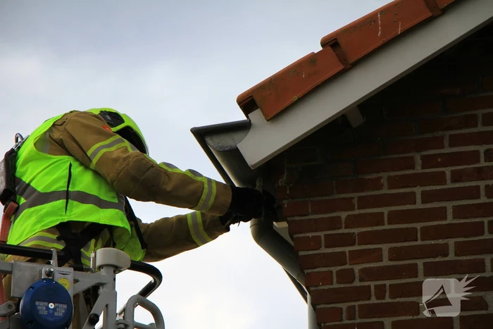 Brandweer bevrijdt zwaluw uit dakgoot