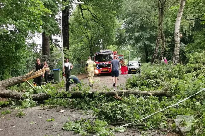 Grote boom waait over de weg