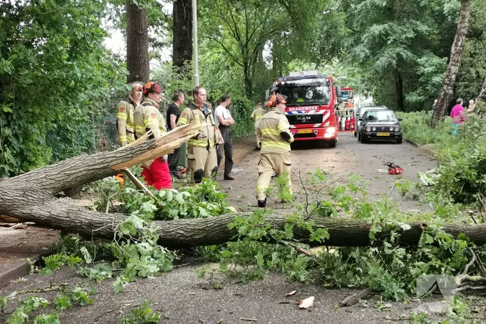 Grote boom waait over de weg
