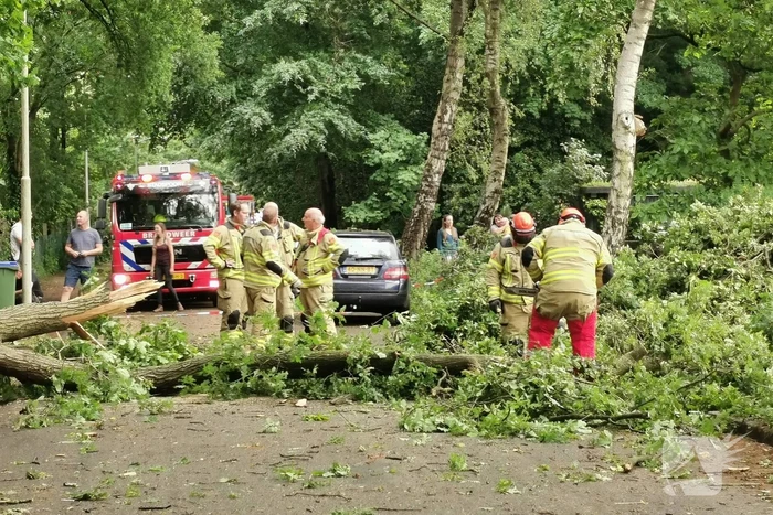 Grote boom waait over de weg
