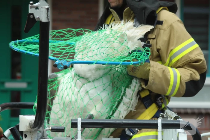 Verzwakte zwaan door brandweer bevrijdt van dakkapel