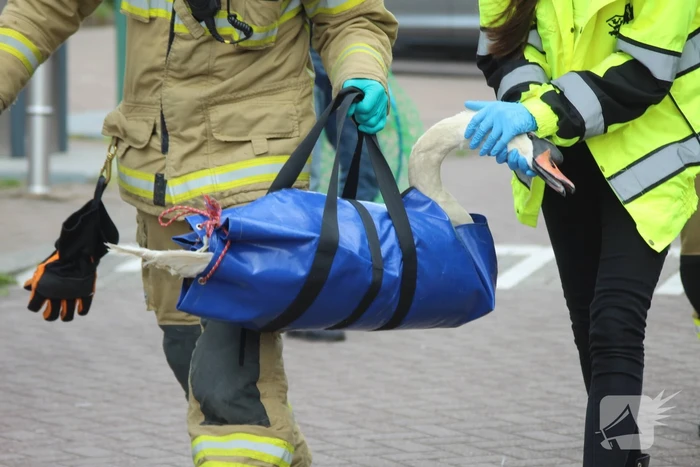 Verzwakte zwaan door brandweer bevrijdt van dakkapel