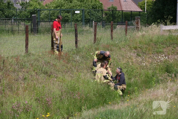 Visdraad brengt eend in problemen