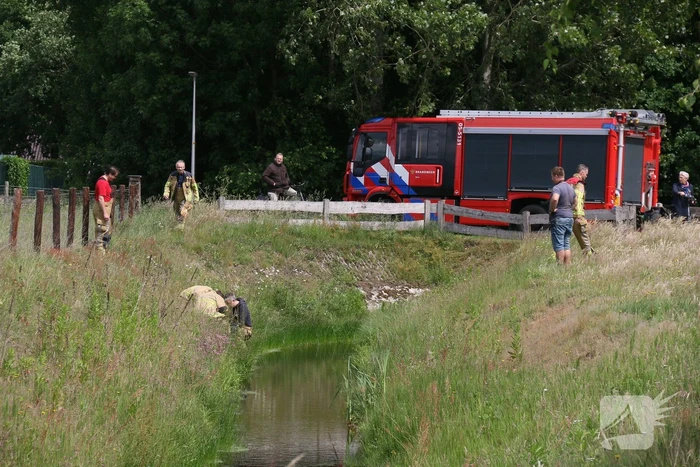Visdraad brengt eend in problemen
