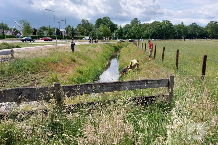 Visdraad brengt eend in problemen