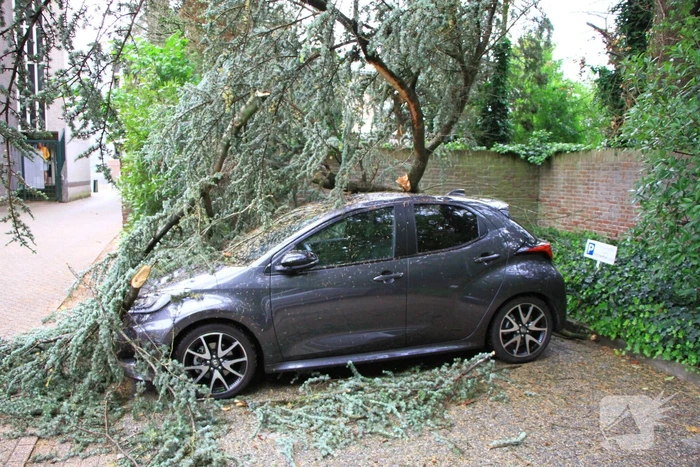 Enorme tak valt op geparkeerde auto