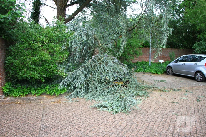 Enorme tak valt op geparkeerde auto
