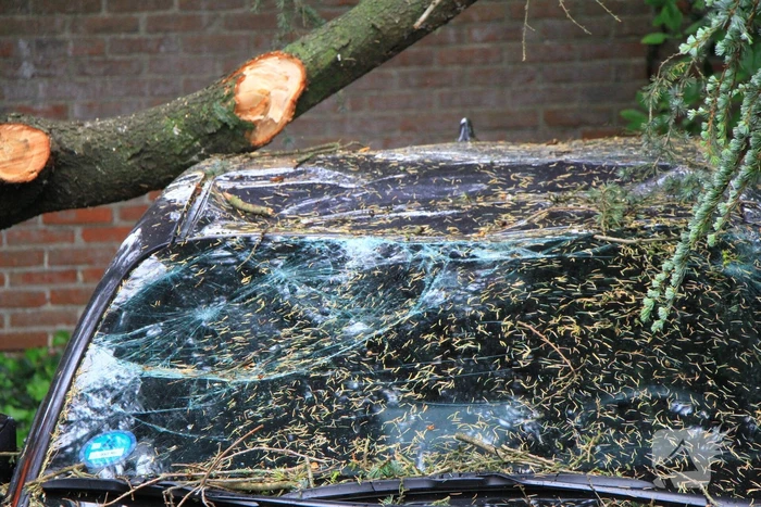 Enorme tak valt op geparkeerde auto