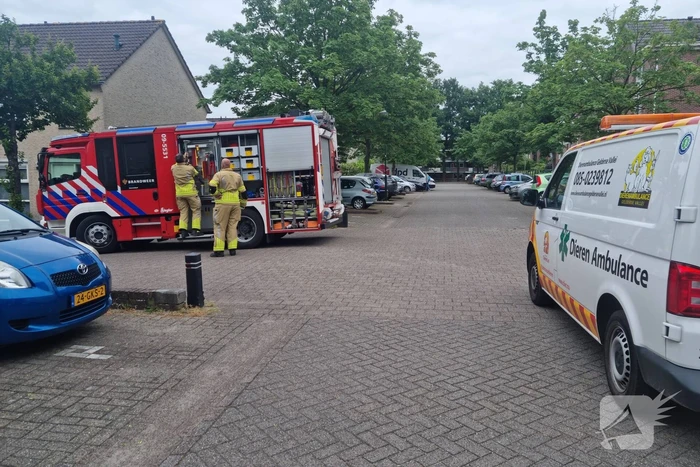 Eendjes herenigd met moeder eend