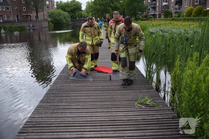 Eendjes herenigd met moeder eend