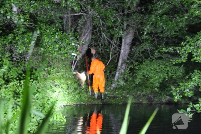 Hulpdiensten redden hond uit water
