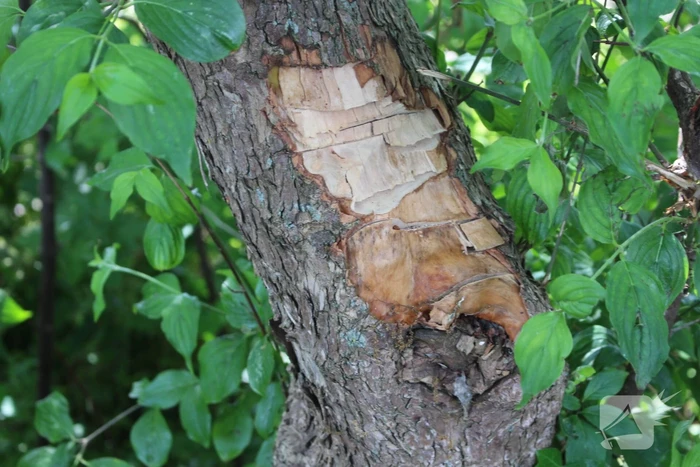 Meerdere bomen vernield