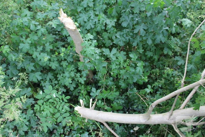 Meerdere bomen vernield