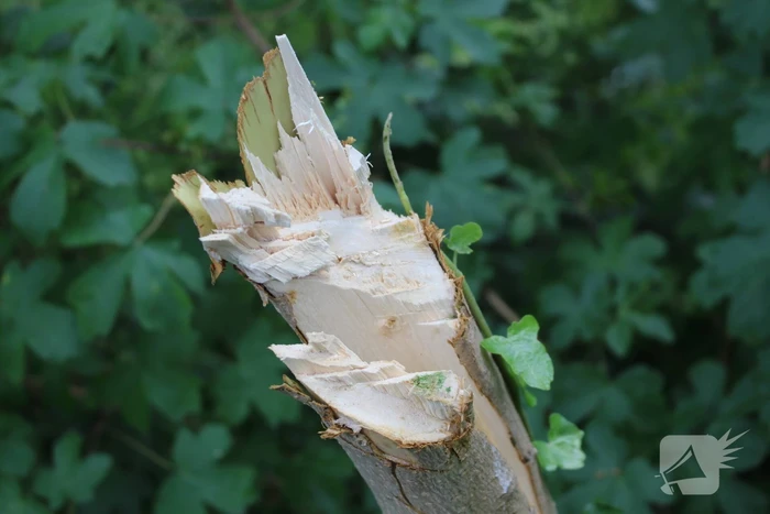 Meerdere bomen vernield