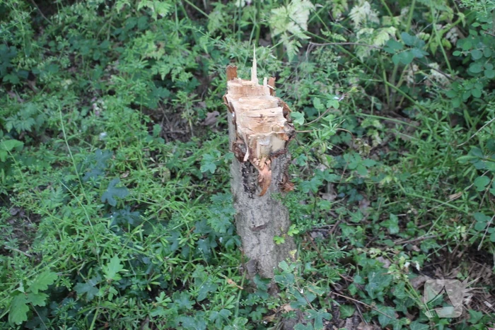 Meerdere bomen vernield