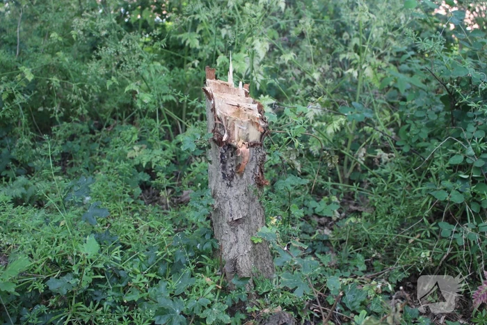 Meerdere bomen vernield