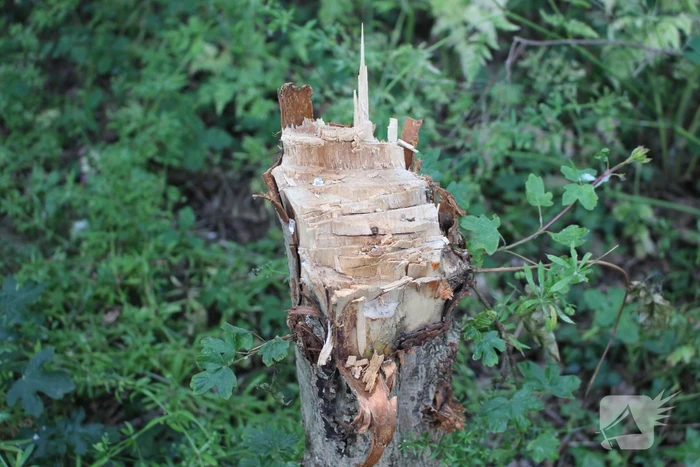 Meerdere bomen vernield