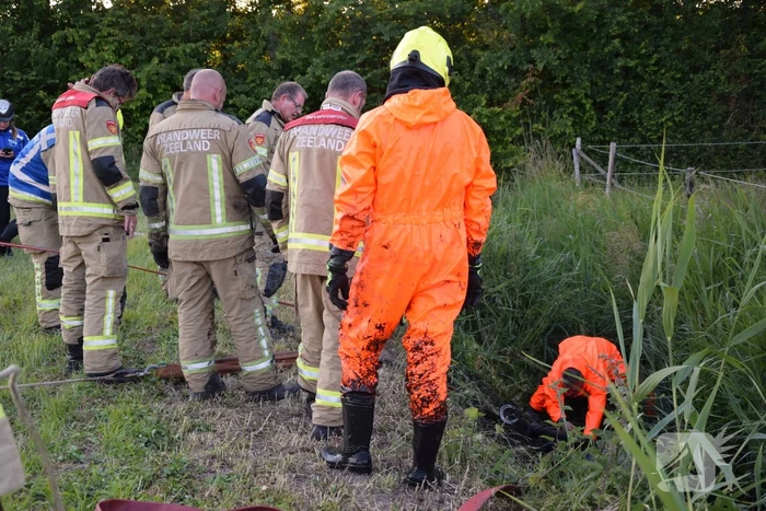 Brandweer redt paard uit de sloot
