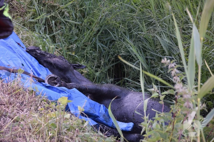 Brandweer redt paard uit de sloot