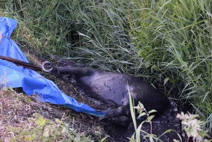 Brandweer redt paard uit de sloot