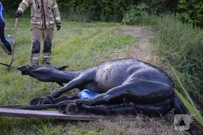 Brandweer redt paard uit de sloot
