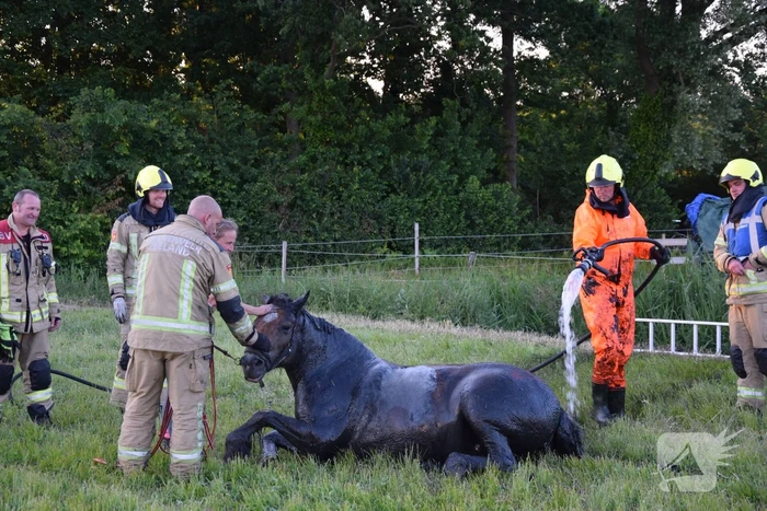 Brandweer redt paard uit de sloot