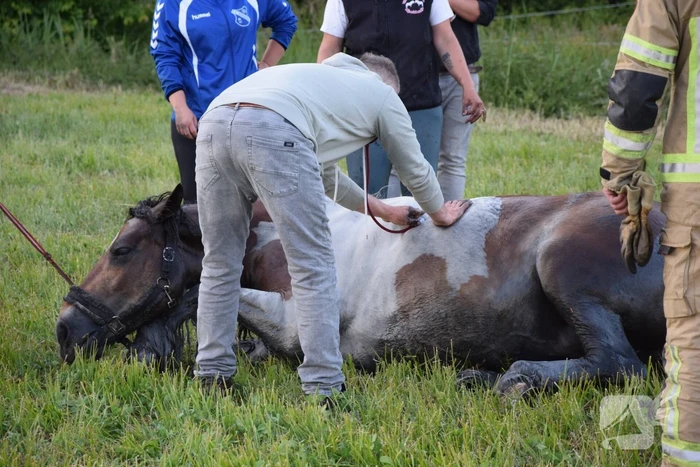 Brandweer redt paard uit de sloot