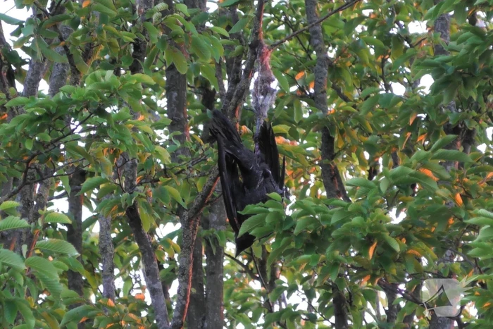 Brandweer redt kraai uit boom