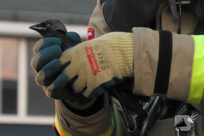 Brandweer redt kraai uit boom