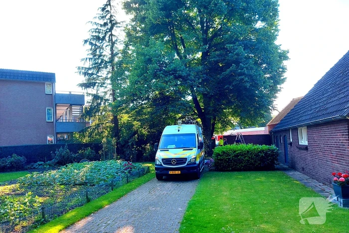 Kat door brandweermannen uit boom gehaald