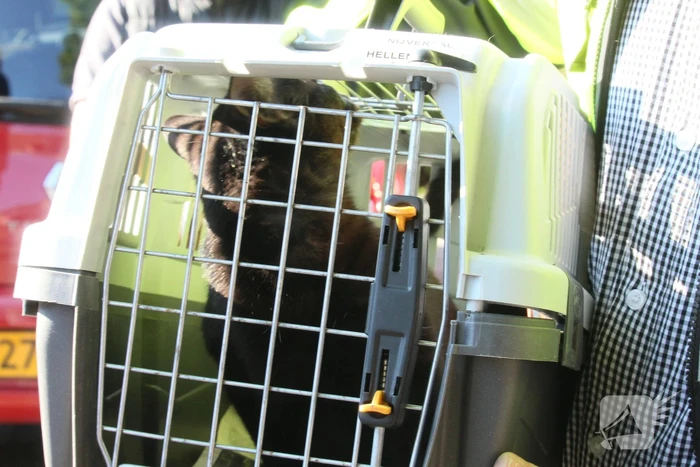 Kat door brandweermannen uit boom gehaald