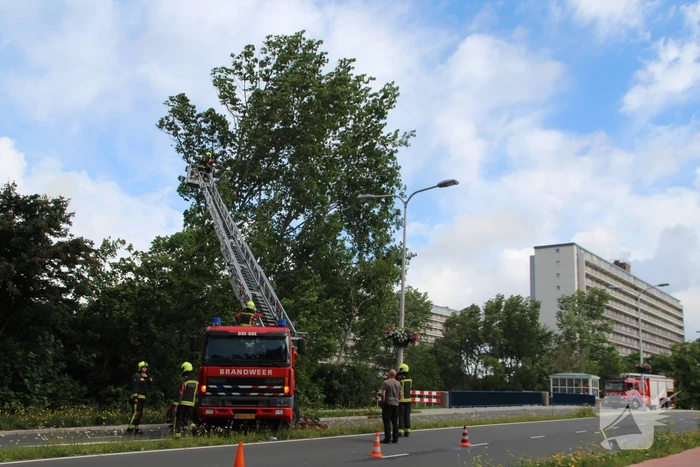 Afgebroken tak dreigt op weg te vallen