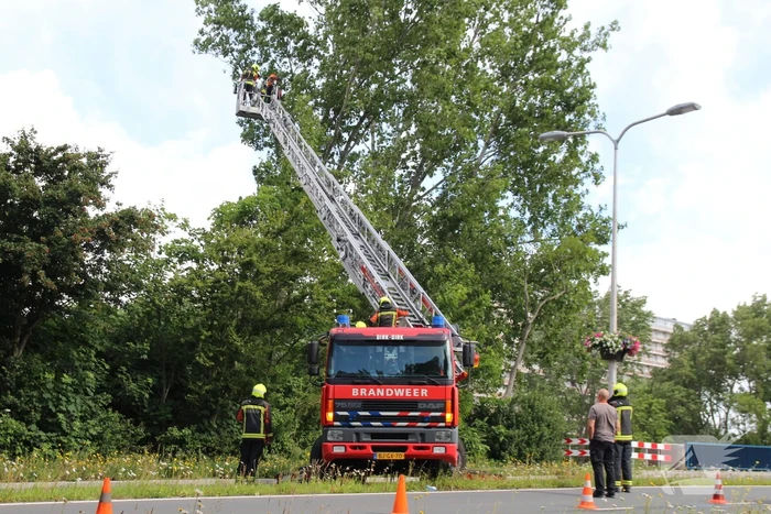 Afgebroken tak dreigt op weg te vallen
