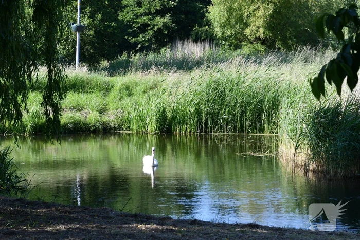 Zwaan raakt verstrikt in visdraad met dobber