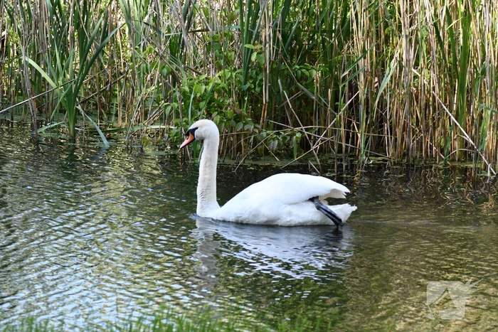 Zwaan raakt verstrikt in visdraad met dobber