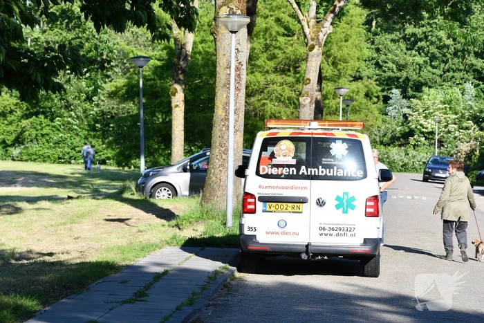 Zwaan raakt verstrikt in visdraad met dobber