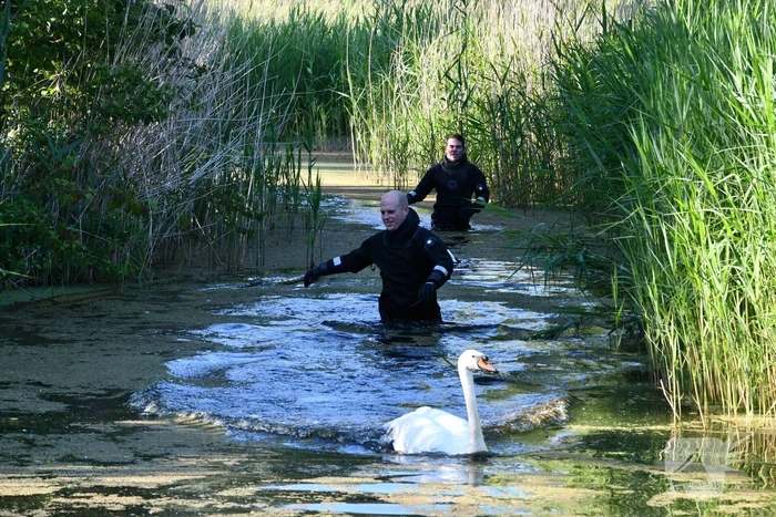 Zwaan raakt verstrikt in visdraad met dobber