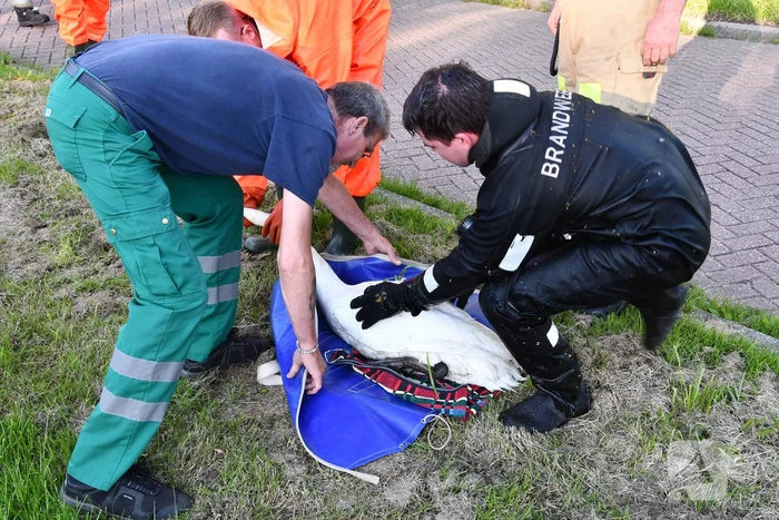 Zwaan raakt verstrikt in visdraad met dobber