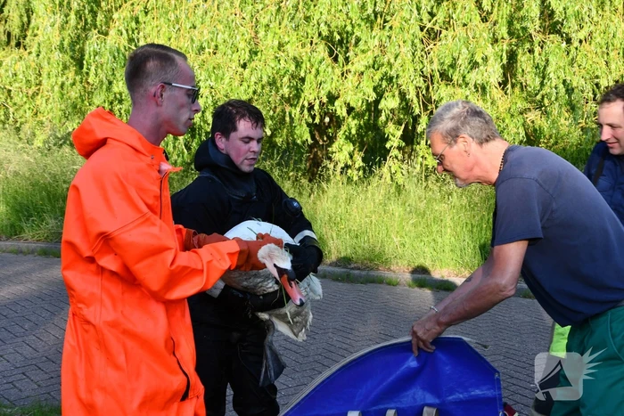 Zwaan raakt verstrikt in visdraad met dobber