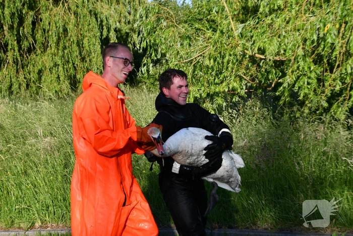 Zwaan raakt verstrikt in visdraad met dobber