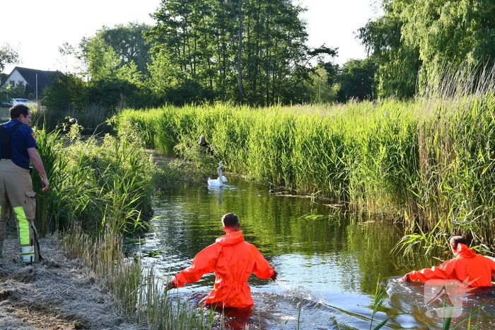 Zwaan raakt verstrikt in visdraad met dobber