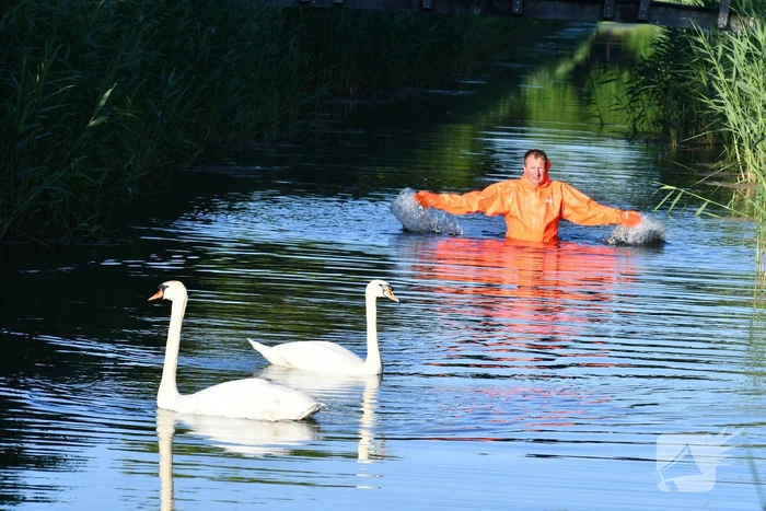 Zwaan raakt verstrikt in visdraad met dobber