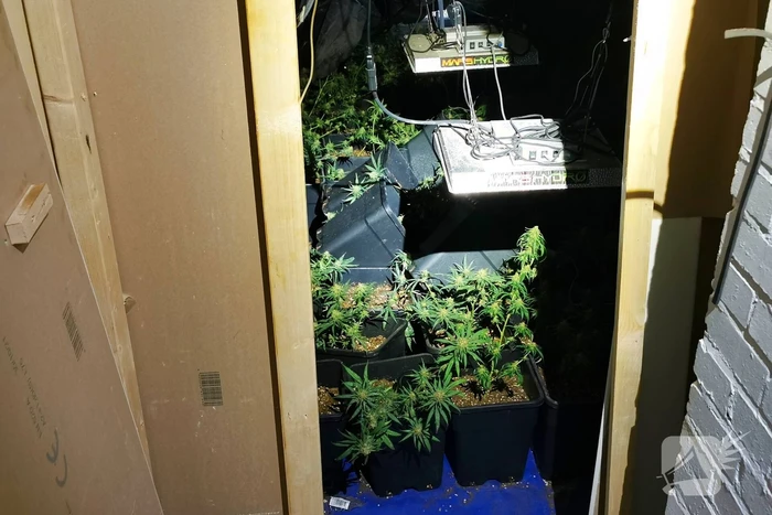Politie ontdekt hennepplanten in kelder van woningen