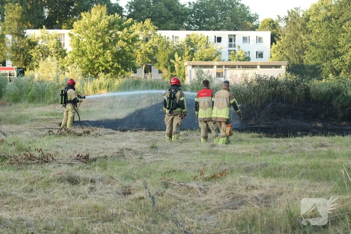 Brandweer blust brandend riet