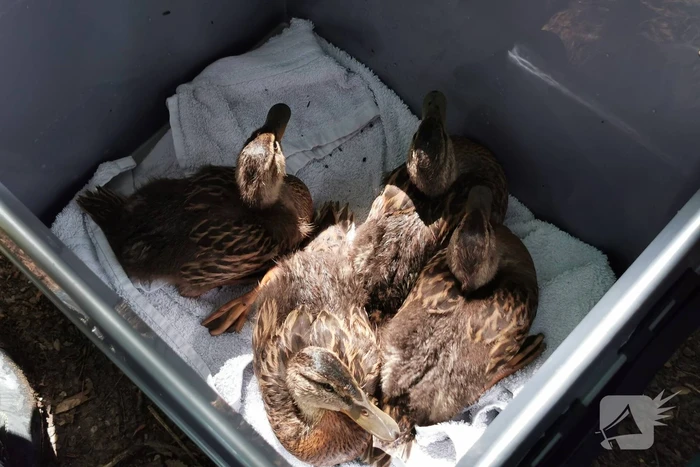 Baby eendjes uit een put gevist