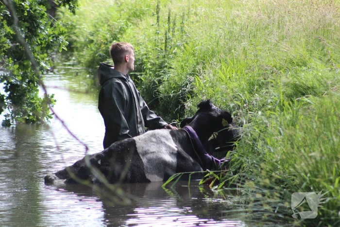 Een te water geraakte koe uit het water gehaald