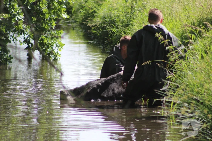 Een te water geraakte koe uit het water gehaald